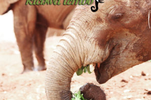 Kenya AA Kichwa Tembo, elephant head