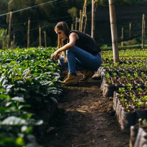 Farmer Carolina tending to young coffee plants